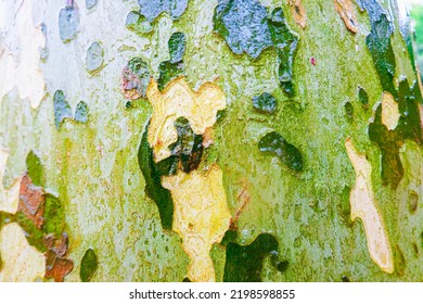 Wet Sycamore Tree Trunk Camo Patterns Camouflage Nature Pattern. Plane Tree Texture.