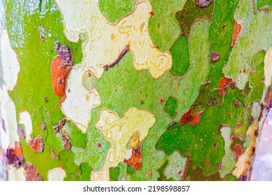 Wet Sycamore Tree Trunk Camo Patterns Camouflage Nature Pattern. Plane Tree Texture.