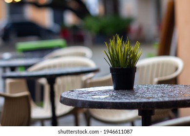 Wet Table Outside A Bar, Fake Plastic Plant For Decoration, Streets Of The Colonial Zone