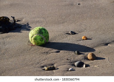 Wet Tennis Ball Left On The Beech