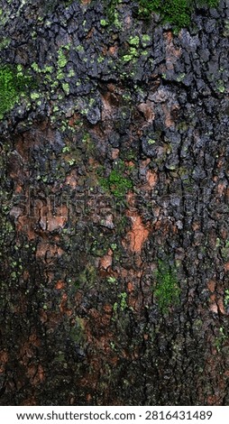 Wet Tree Bark Texture with Moss