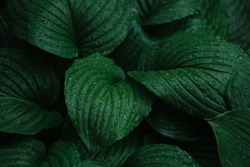 Wet Tropical Dark Green Leaves For Backgrounds And Wallpapers Close-up