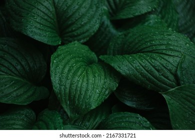 wet tropical dark green leaves for backgrounds and wallpapers close-up - Powered by Shutterstock