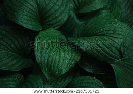 wet tropical dark green leaves for backgrounds and wallpapers close-up