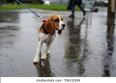 Wet and unhappy young dog stay on leash under rain. Portrait of miserable small beagle soaked through skin from autumn weather. Black watered asphalt, city street