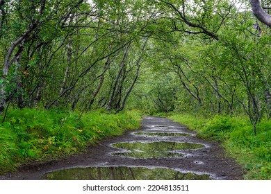 Wet Walking Forest Path Through Trees In Iceland Rare Forest Microclimate