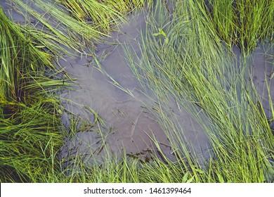 Wet weather concept shows puddle of water in green grass. - Powered by Shutterstock