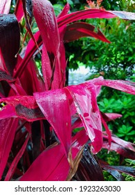 Wet Weather And Plants Are Usually A Match Made In Heaven.
