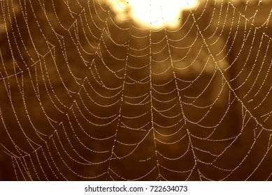  Wet web background                               
