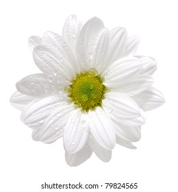 Wet White Daisy, Isolated On White, With Clipping Path