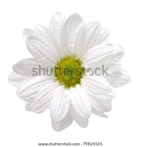 Wet white daisy, isolated on white, with clipping path