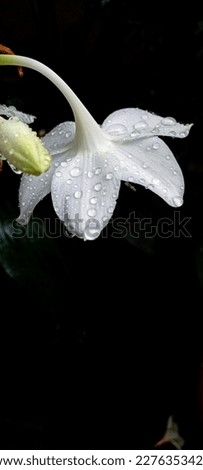 wet white Lily after rain