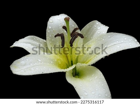 Wet white lily isolated on a black background. Close-up of fresh wet spring lilies flowers with dewdrops on the petals.