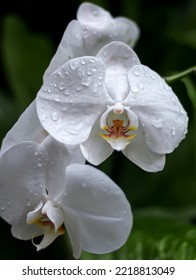 Wet White Moon Orchid In The Garden