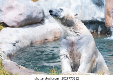 Wet White Polar Bear Swimming In A Pool Enclosure 