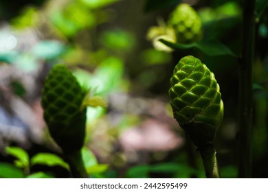 Wet wild zingiber zerumbet flower buds in the forest. Pinecone bitter shampoo ginger or lempuyang. The rhizome extracts have been used in herbal medicine and food flavoring in various cuisines.