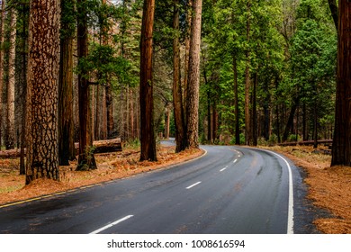 Wet Windy Forest Road