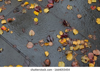 Wet Yellow Leaves Scattered On A City Sidewalk In New York City After A Rain Storm.