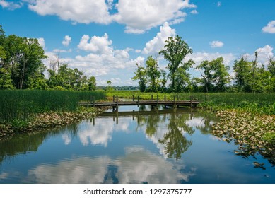 Wetland along the Mount Vernon Trail in Alexandria, Virginia