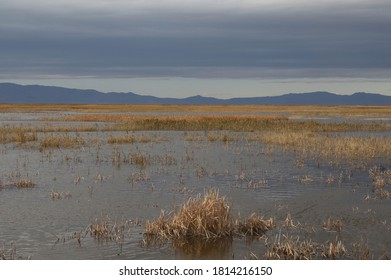 Wetland At Bear River Migratory Bird Refuge, Utah