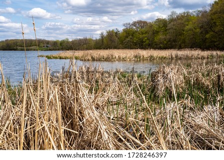 Wetland bog of Goose Lake in Elm Creek Park Reserve in Maple Grove, Minnesota
