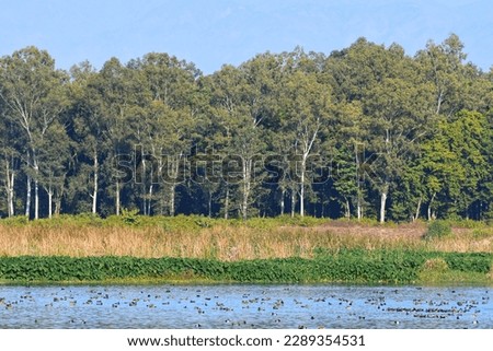 A wetland ecosystem at Asan barrage near Dehradun one of the Ramsar site with aquatic birds on one end and eucalyptus plantation on the other.
