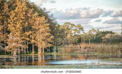 Wetland In Florida Cypress Swamp With Orange Foliage