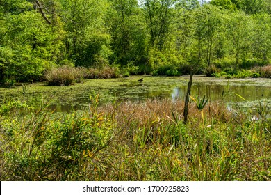 Wetland Habitat On An April Morning.