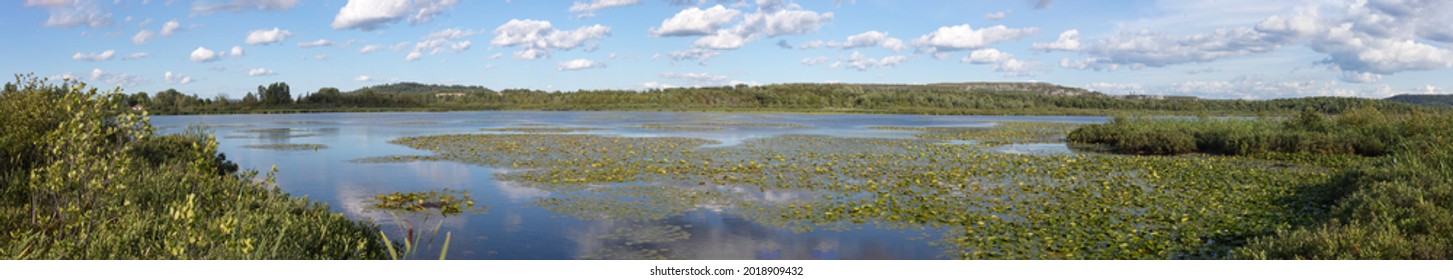 Wetland Lily Pad Marsh Swamp Water Pond Panoramic Landscape In Daneville QC Canada