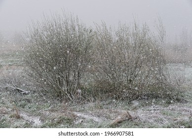 Wetland Nature Reserve With Bare Trees, Grass And A Snow Storm