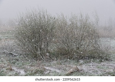 Wetland Nature Reserve Of The River Scheldt With A Snow Storm And Vegetation Near Kalken, Belgium