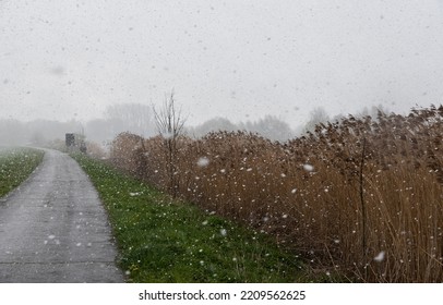 Wetland Nature Reserve Of The River Scheldt With A Snow Storm And Vegetation Near Kalken, Belgium