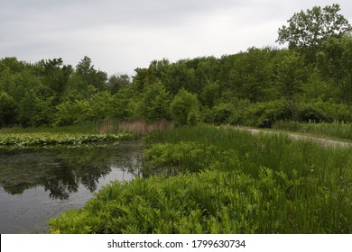 Wetland at North Chagrin Reservation, Mayfield, Ohio