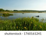 Wetland oasis with beautiful flowing bright yellow flag iris and open water on a clear summers day looking over the landscape at RSPB Leighton Moss from the causeway hide.