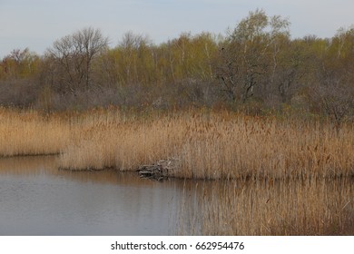 Wetland At Parker River National Wildlife Refuge, Massachusetts