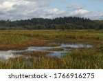 Wetland at Ridgefield National Wildlife Refuge, Washington