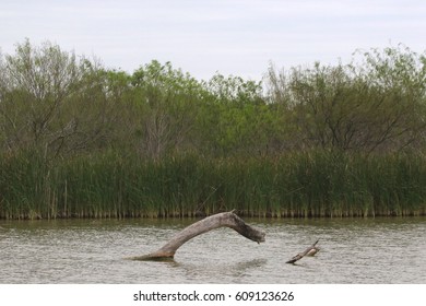 Wetland At Santa Ana National Wildlife Refuge, Westlaco, Texas