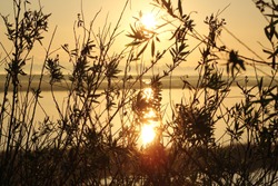Wetland Shrub In Front Of Sunrise In The Morning Over Water At Bolsa Chica Ecological Reserve California, USA