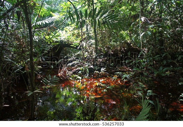Wetland tropical forest in the north of\
Republic of Congo (Congo\
Brazzaville)