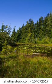 Wetland With Water Lillies In The Coast Mountains, British Columbia, Canada 