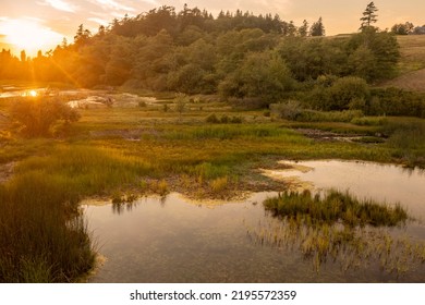 Wetland Watershed On Lummi Island, Washington. The Role That They Play In Our Watersheds Is Critical To Protecting Water Quality And Moderating Water Quantity.