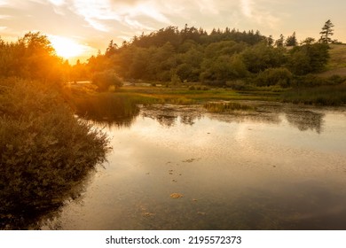 Wetland Watershed On Lummi Island, Washington. The Role That They Play In Our Watersheds Is Critical To Protecting Water Quality And Moderating Water Quantity.