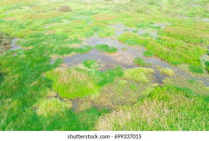 Wetlands Aerial View In Asia