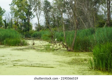 Wetlands With Algae And Tall Green Grass. 