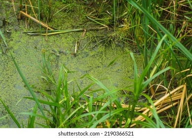 Wetlands With Algae And Tall Green Grass. 