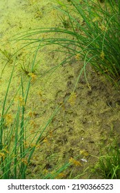 Wetlands With Algae And Tall Green Grass. 