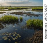 Wetlands are areas where water covers the soil or is present near the surface for at least part of the year. They include marshes, swamps, bogs, and floodplains. Wetlands are crucial for biodiversity,