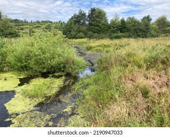 Wetlands In Chautauqua County New York