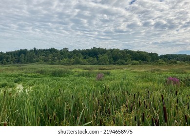 Wetlands In Chautauqua County, New York