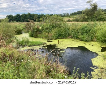 Wetlands In Chautauqua County, New York